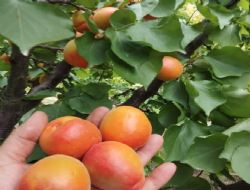 Erkenci Sofralık Kayısı İhracatına Yönelik Değerlendirme Toplantısı